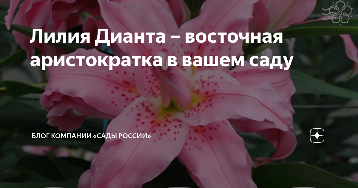 Цветок поэзии, цветок уединенный... Д.Мережковский Сад и огород
