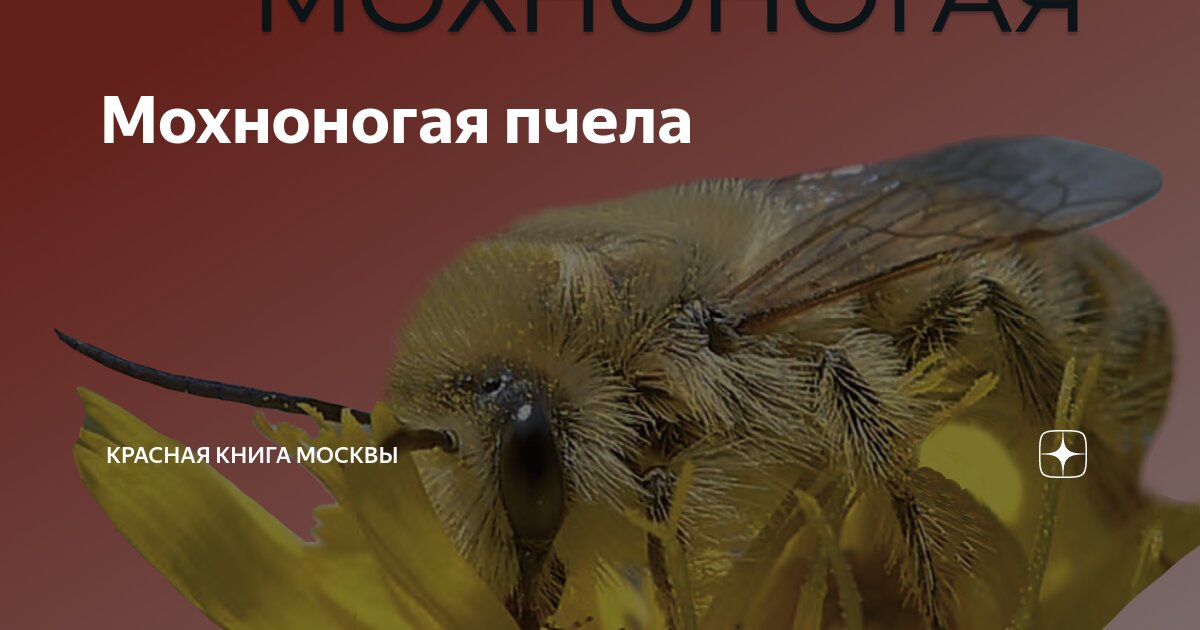 Пчела в москве