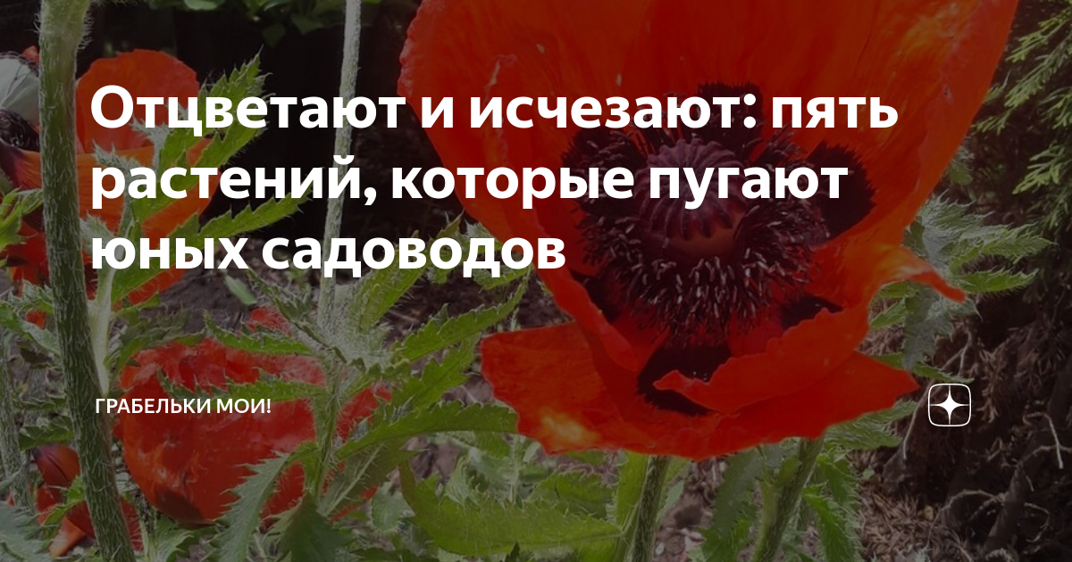 Отцветают и исчезают: пять растений, которые пугают юных садоводов ...