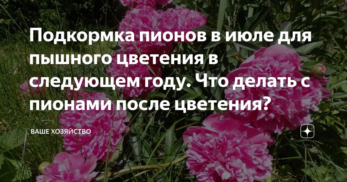 Уход за пионами в июле. Пышное цветение пионов подкормка. Июль пионы. Пионы после цветения. Пион удобрение.