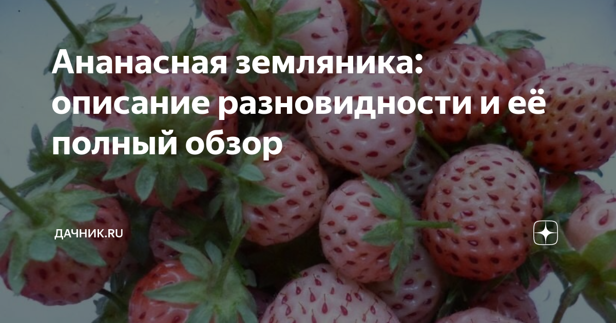 Ананасная земляника: описание разновидности и её полный обзор | Дачник ...