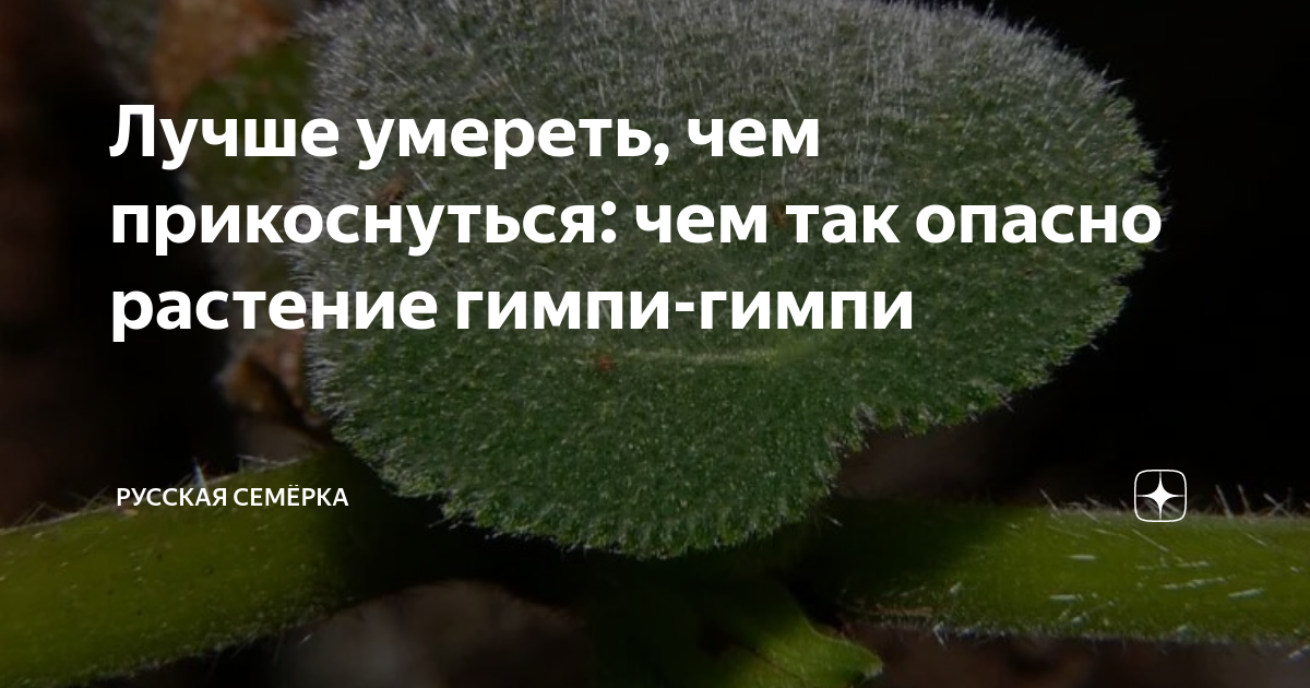Лучше умереть, чем прикоснуться: чем так опасно растение гимпи-гимпи ...