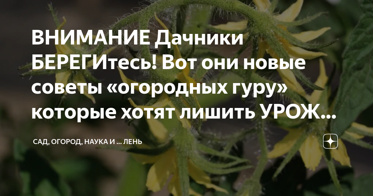 ВНИМАНИЕ Дачники БЕРЕГИтесь! Вот они новые советы «огородных гуру ...
