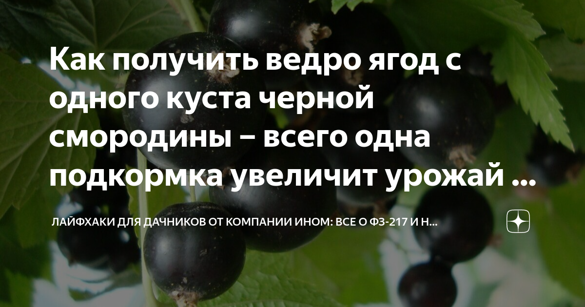 сколько огурцов можно получить с одного куста