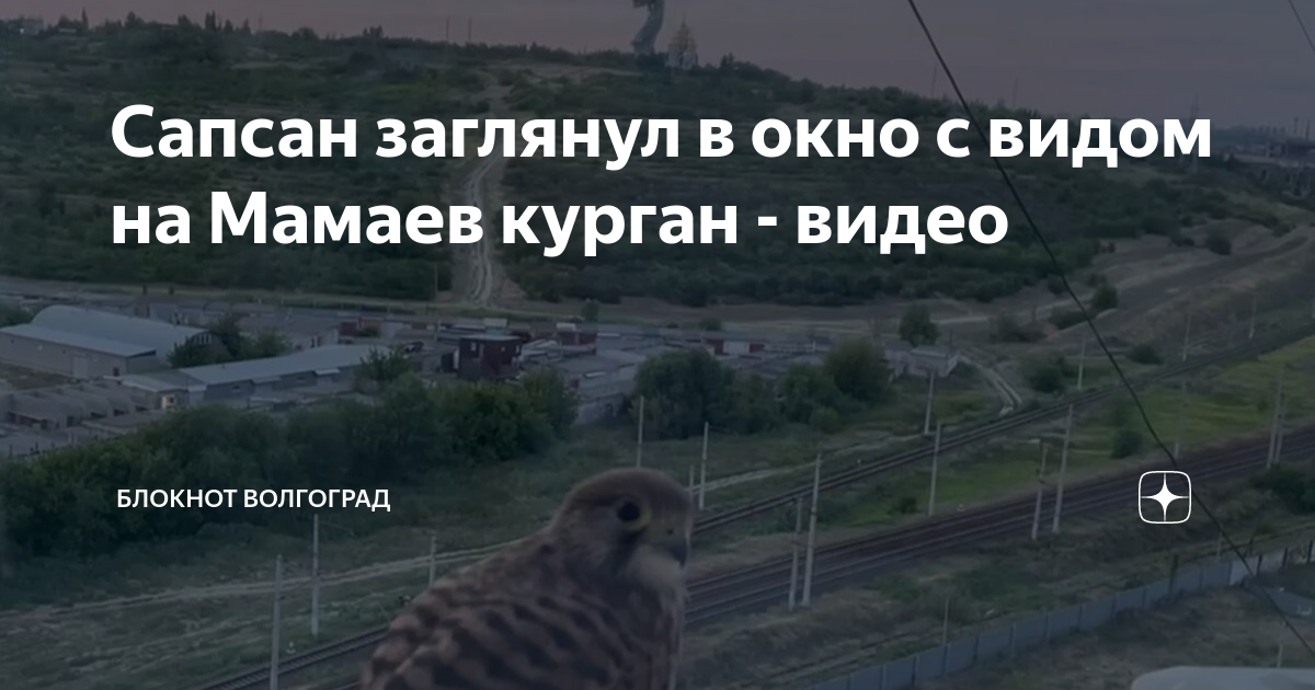 Сапсан заглянул в окно с видом на Мамаев курган - видео | Блокнот ...