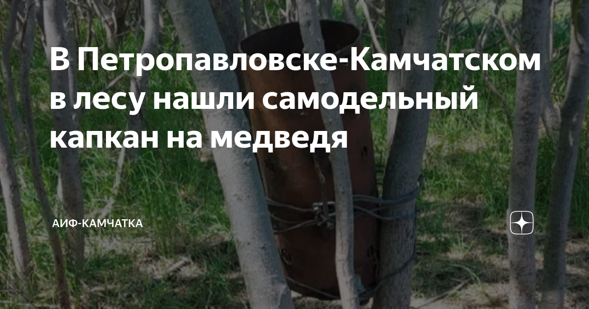 Самодельный капкан на медведя нашли в лесу под столицей Камчатки