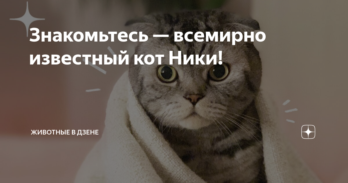 Ники кот