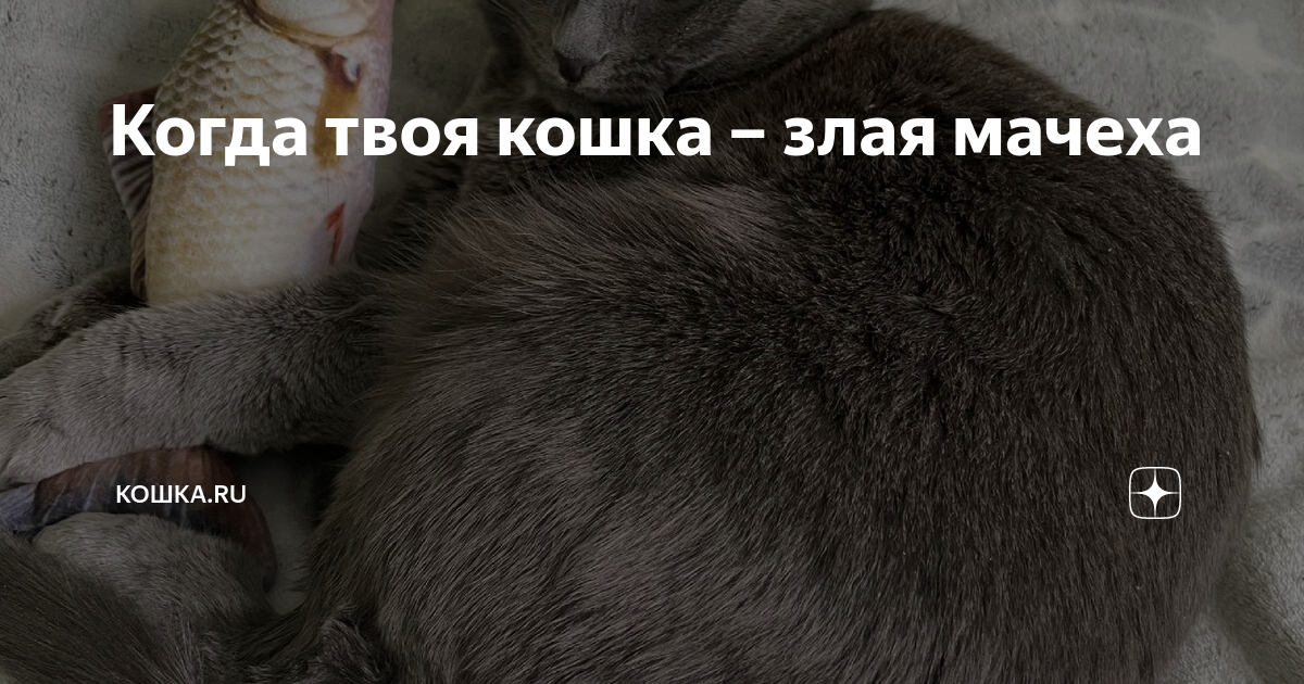 шатал болтал. кот закрытые глаза на свету. твою кошку. когда твоя кошка откроет глаза. твою кошку.