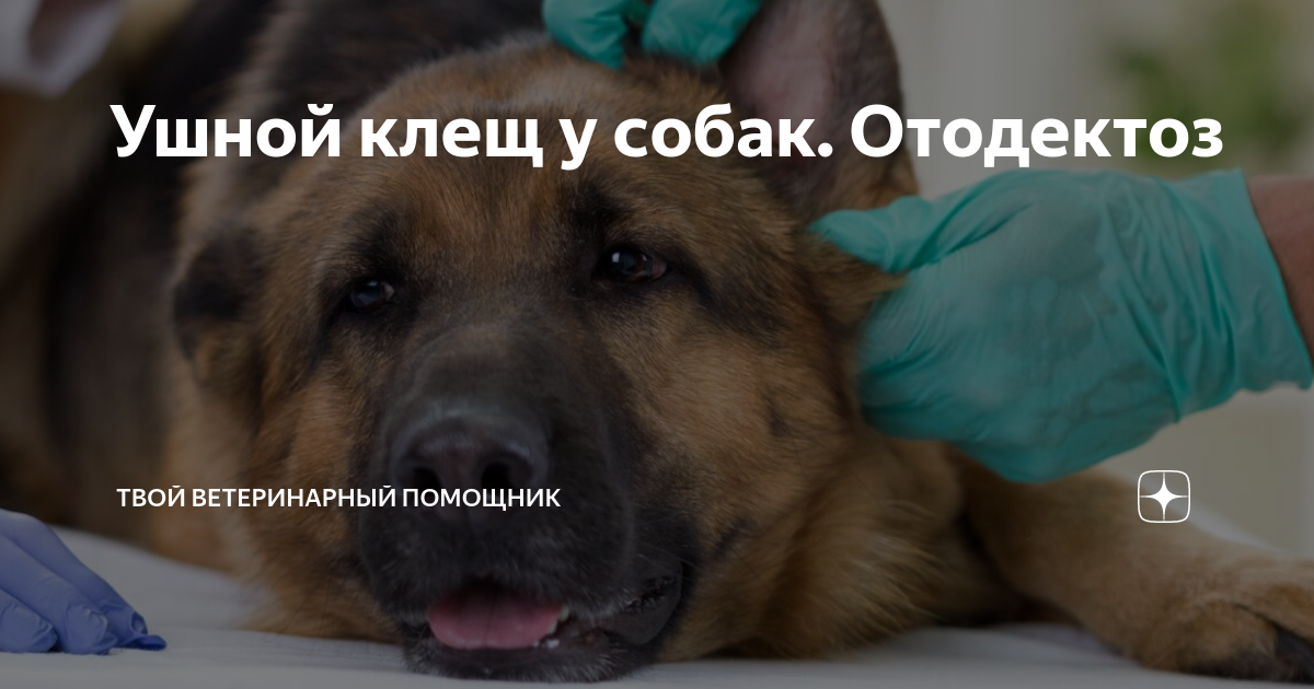 Ушной клещ у собаки фото лечение