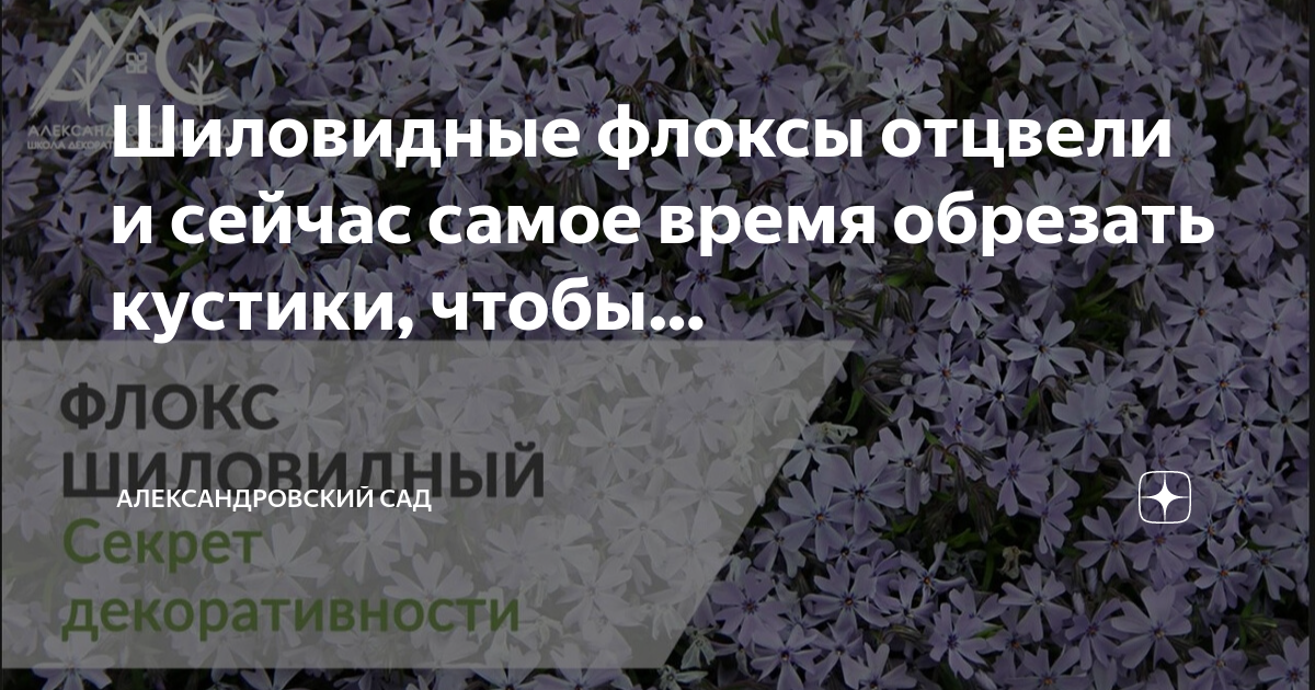 Как обрезать флоксы под зиму осенью