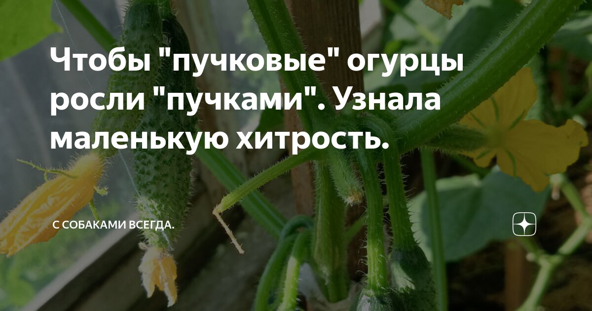Чтобы "пучковые" огурцы росли "пучками". Узнала маленькую хитрость. | С ...