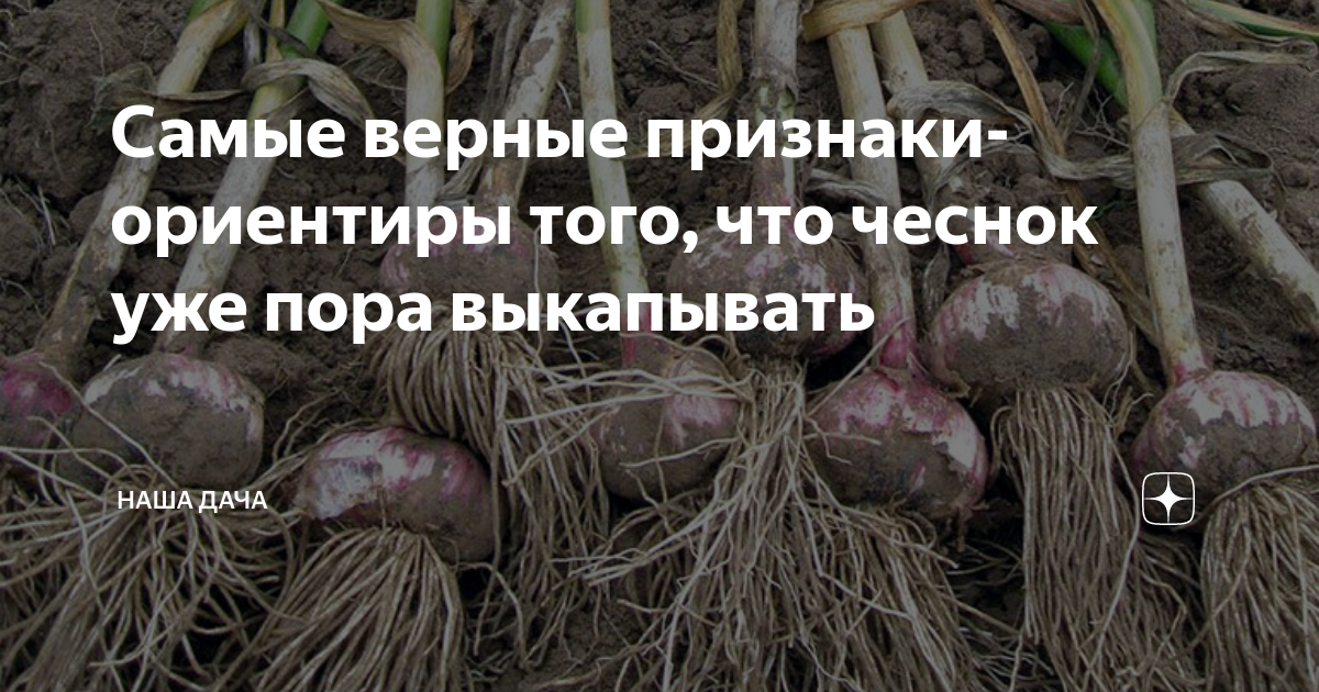 Самые верные признаки-ориентиры того, что чеснок уже пора выкапывать ...