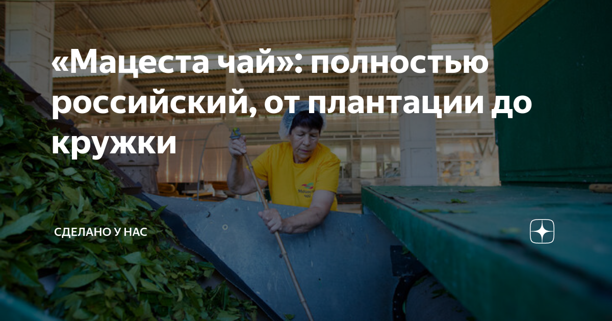 «Мацеста чай»: полностью российский, от плантации до кружки | Сделано у ...