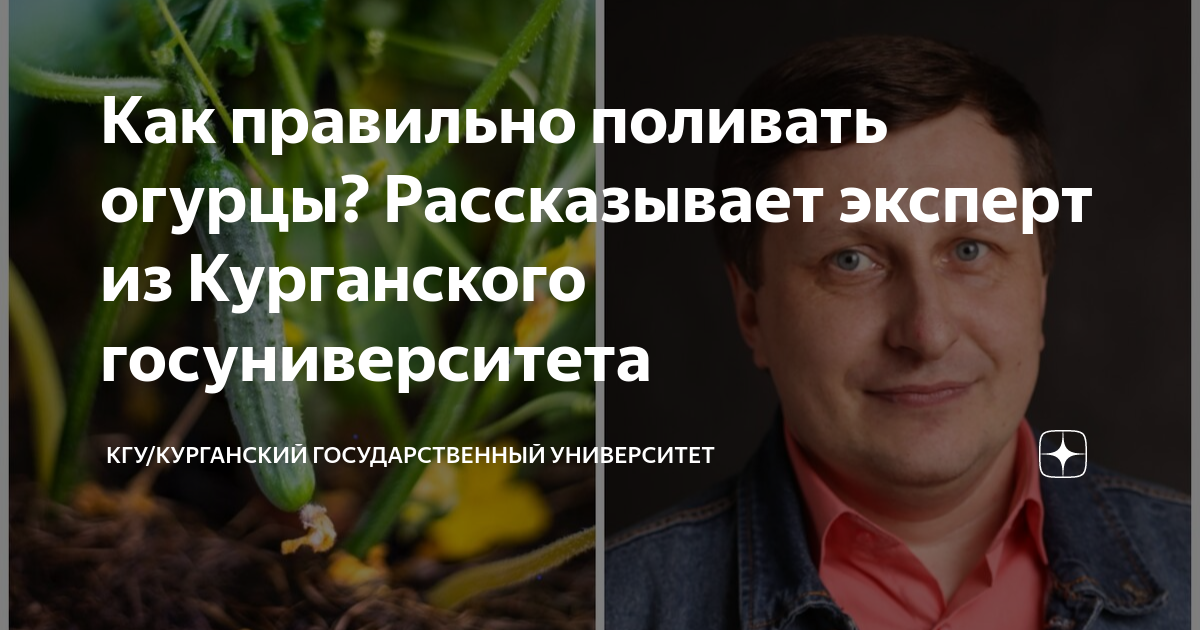 Как правильно поливать огурцы? Рассказывает эксперт из Курганского ...