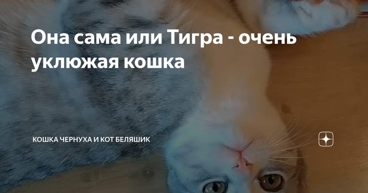 Кошка чернуха и кот беляшик сегодняшняя история. Кошка чернуха и кот беляшик сегодняшняя история. Кошка чернуха и беляшик дзен. Кошка чернуха и беляшик дзен. Кошка чернуха и кот беляшик.