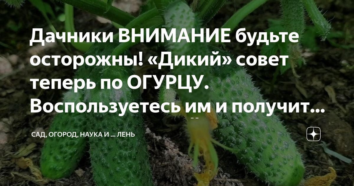 Дачники ВНИМАНИЕ будьте осторожны! «Дикий» совет теперь по ОГУРЦУ ...