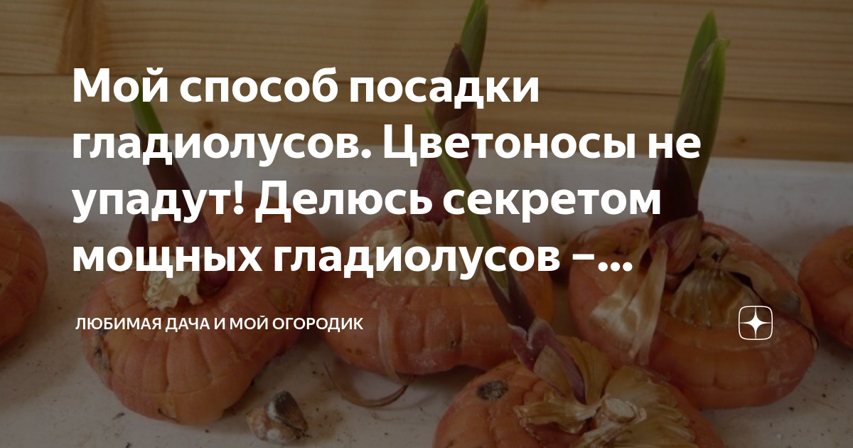 Схема посадки гладиолусов букетным способом