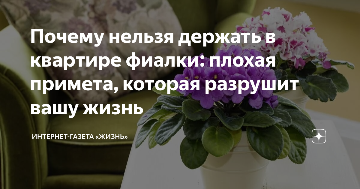 Кому нельзя держать в доме фиалки, согласно приметам | БЕЛНОВОСТИ | Дзен