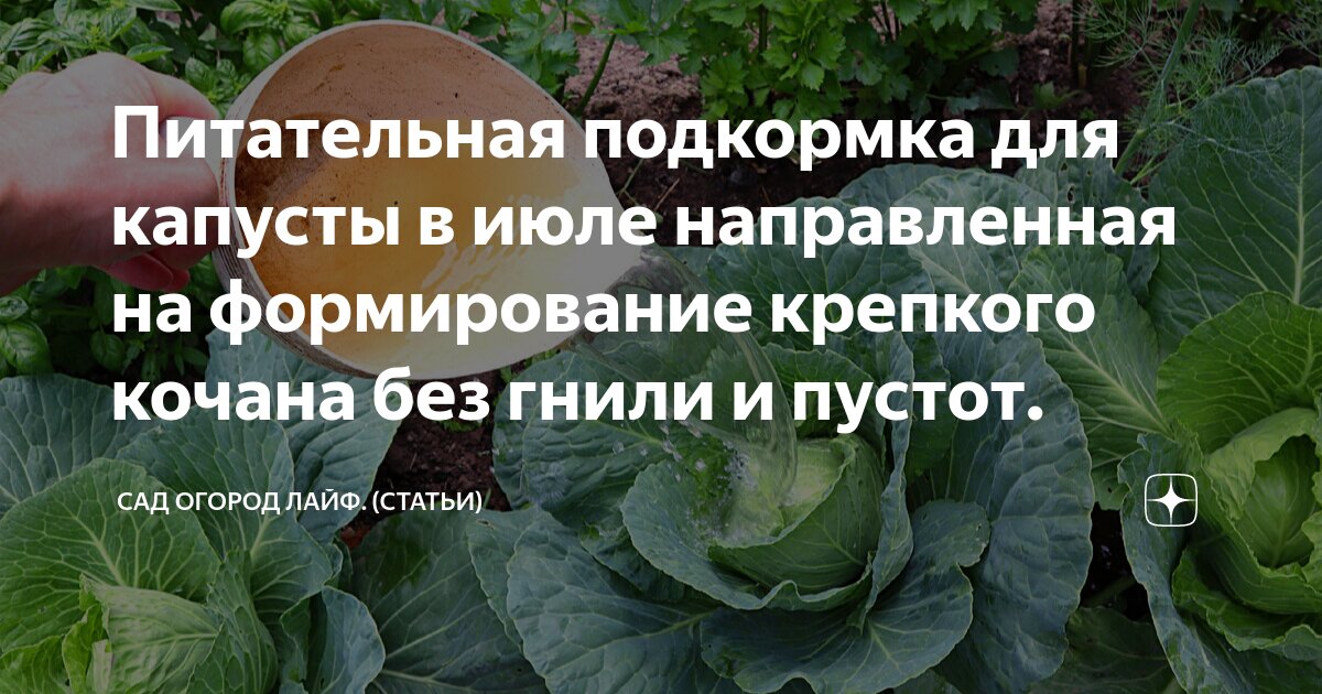 Подкормить капусту в августе для роста кочанов