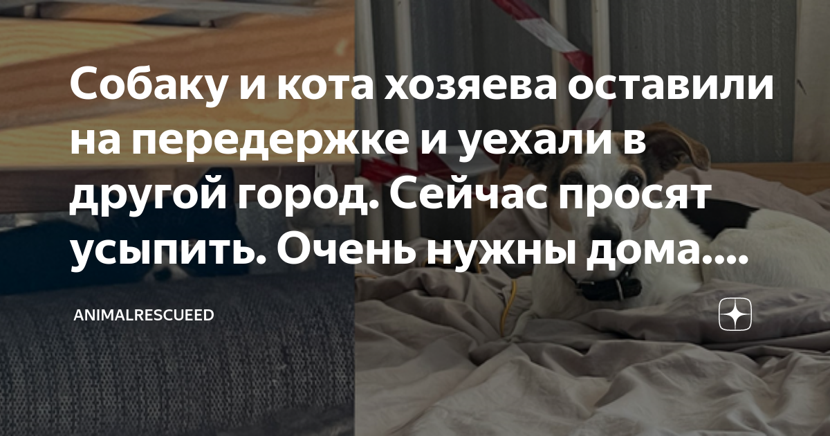 Собаку и кота хозяева оставили на передержке и уехали в другой город ...