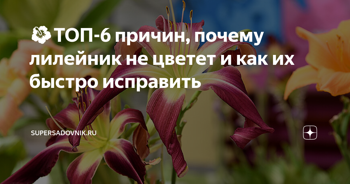 Почему не цветет лилейник? Все растет, но цветов нет! Что делать? | Наука о цветах