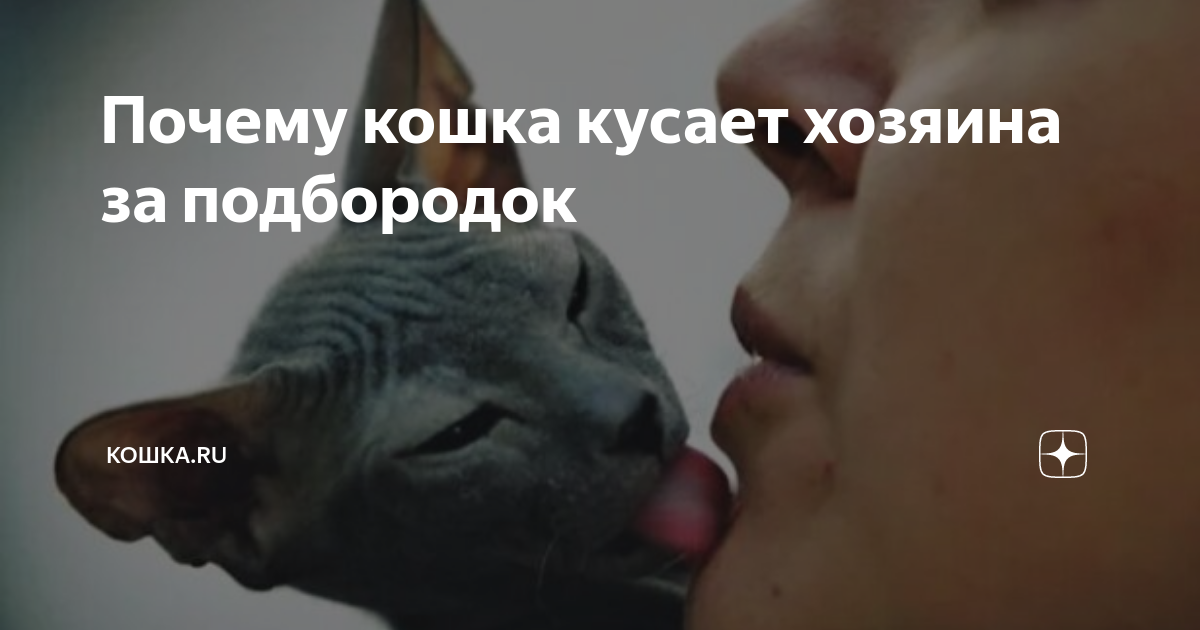 почему кошки кусают хозяев, кот кусает за ухо хозяина, почему котёнок кусает хозяина, кусает за плечо