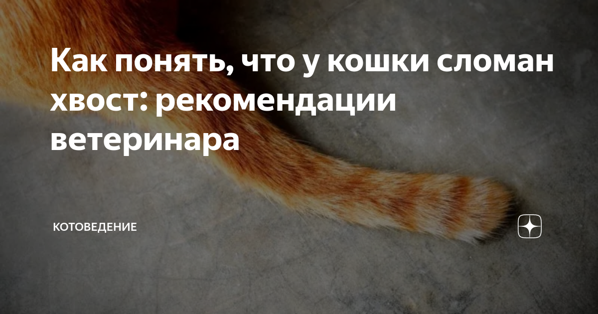 Как нарисовать кошку