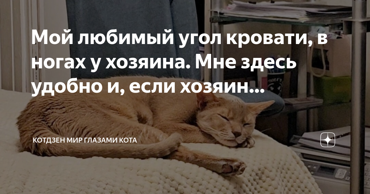 Как прогнать кота с кровати