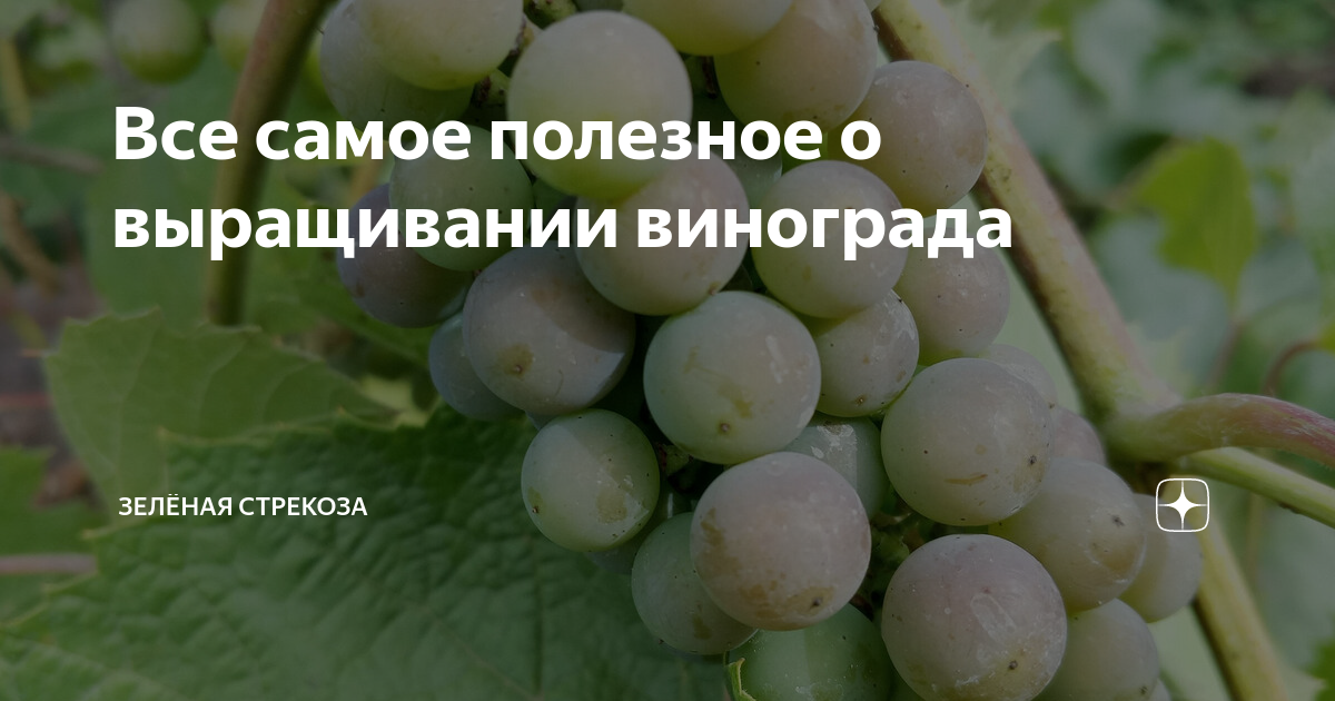 Обрезка: правильный подход к формированию куста
