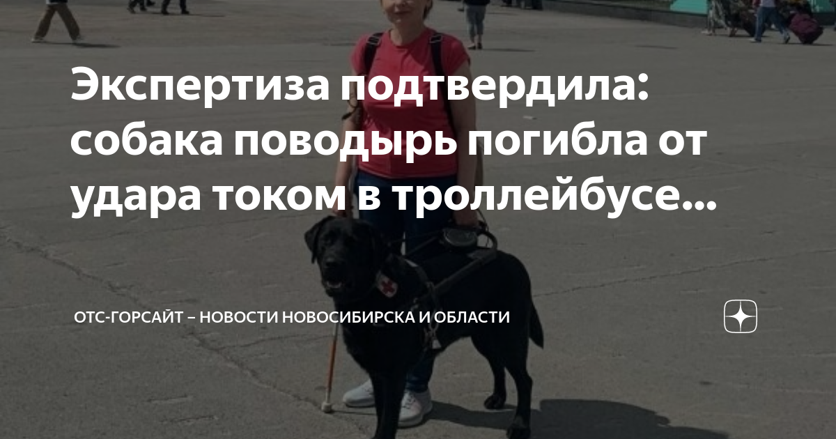 Отс горсайт. Собака покусала девочку