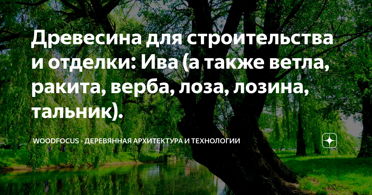 Значение слова ветел. Ветла. Ветла ударение. Ива по английски.