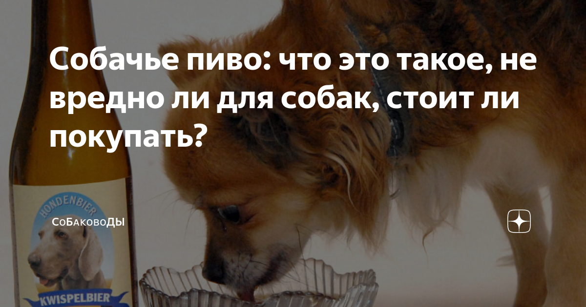 Собачье пиво: что это такое, не вредно ли для собак, стоит ли покупать ...