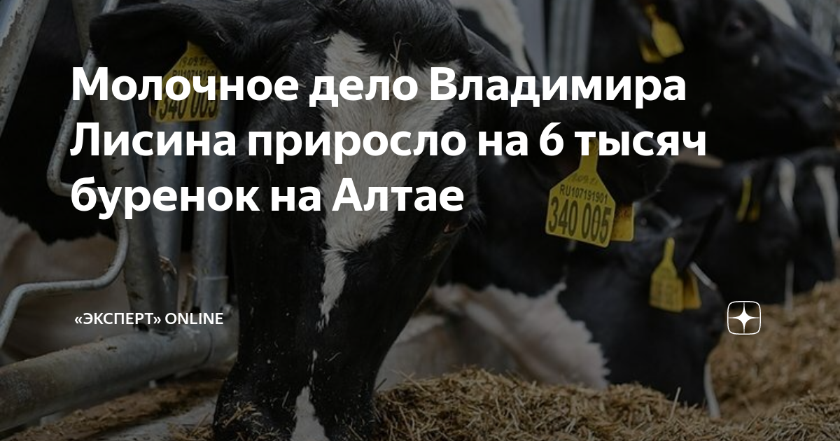 Молочное дело Владимира Лисина приросло на 6 тысяч буренок на Алтае ...