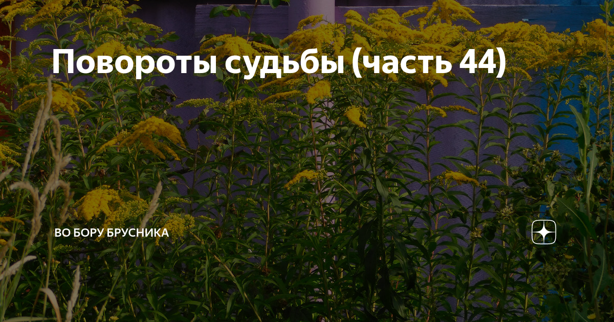 Дзен во бору брусника путеводитель по каналу. Во Бору брусника дзен рассказы. Во Бору брусника дзен. Во Бору брусника дзен читать.