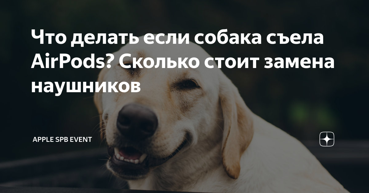 Что делать если собака съела AirPods? Сколько стоит замена наушников ...