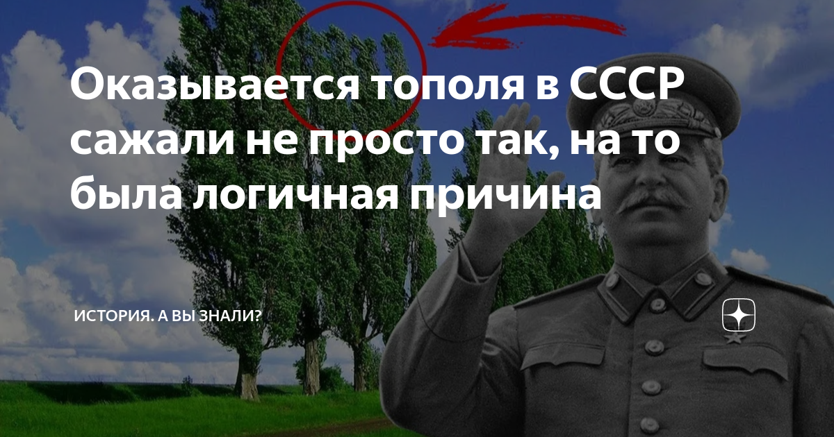 Почему там где растут тополя меньше микробов