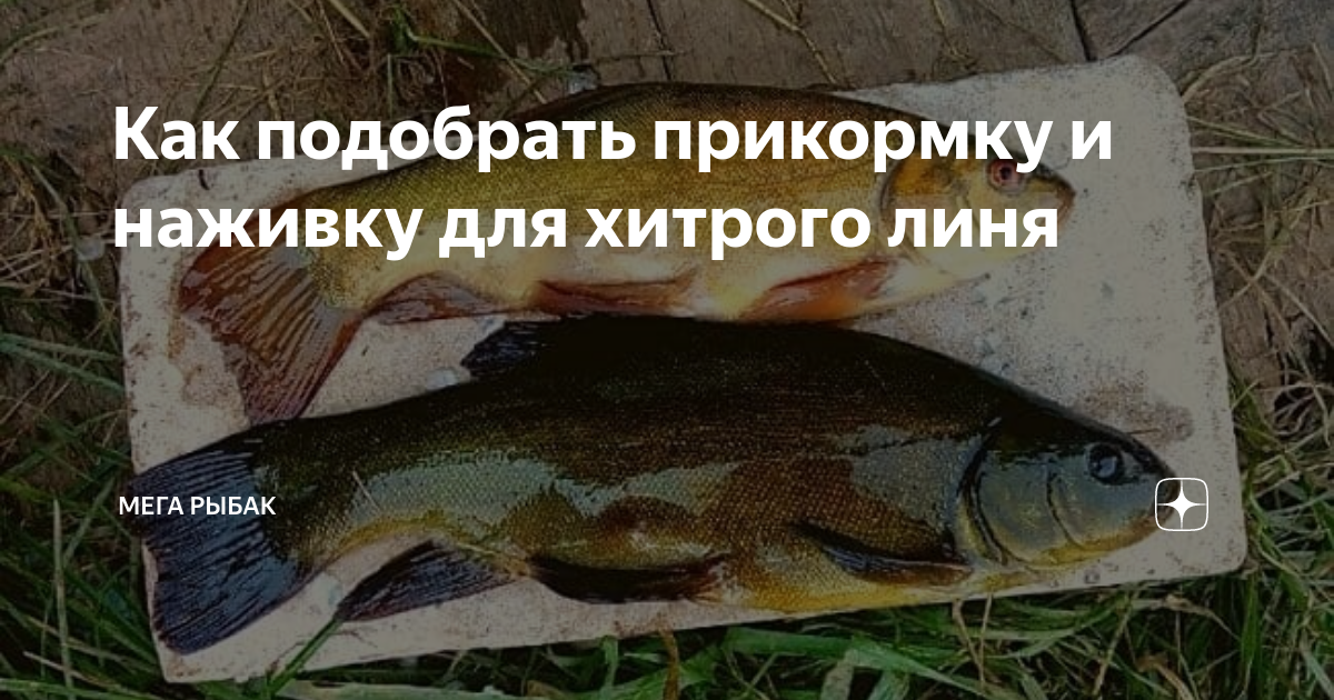 Как подобрать прикормку и наживку для хитрого линя | Мега Рыбак | Дзен