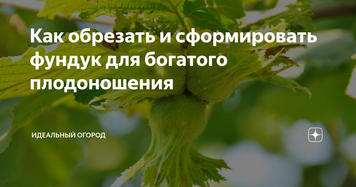 Как обрезать и сформировать фундук для богатого плодоношения ...