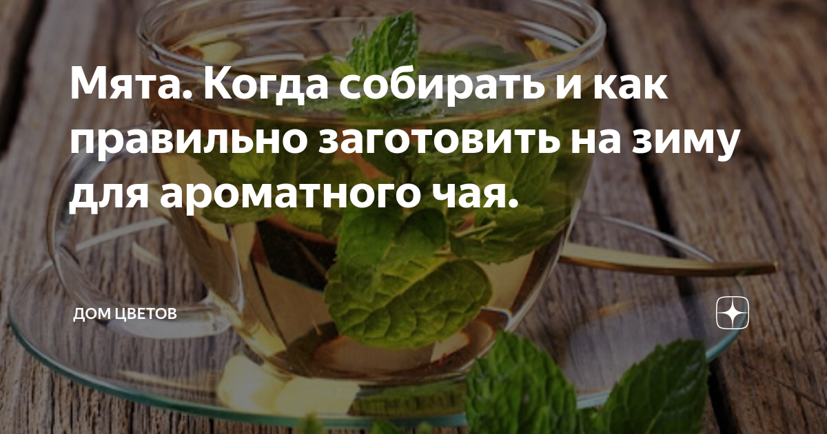 Мята. Когда собирать и как правильно заготовить на зиму для ароматного ...