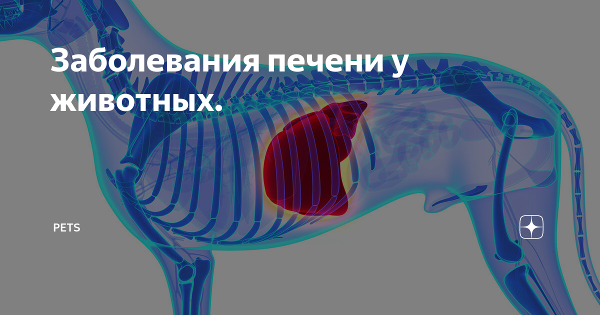 Железо в печени животных. Железо в печени животных