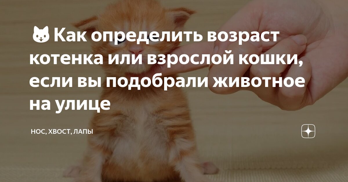 Как узнать возраст кошки по внешним признакам