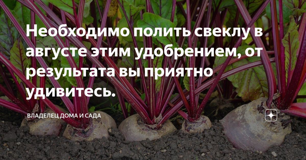 Лук рядом со свеклой можно ли сажать. Условия произрастания свеклы. Лайфхак для посадки свеклы. Полив свеклы соленой водой. Сахарная свекла требования к почве.