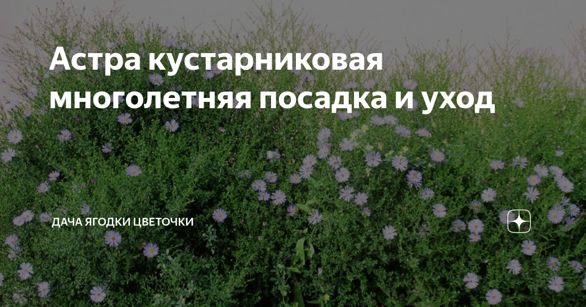 Астра кустарниковая многолетняя посадка и уход | Дача ягодки цветочки ...