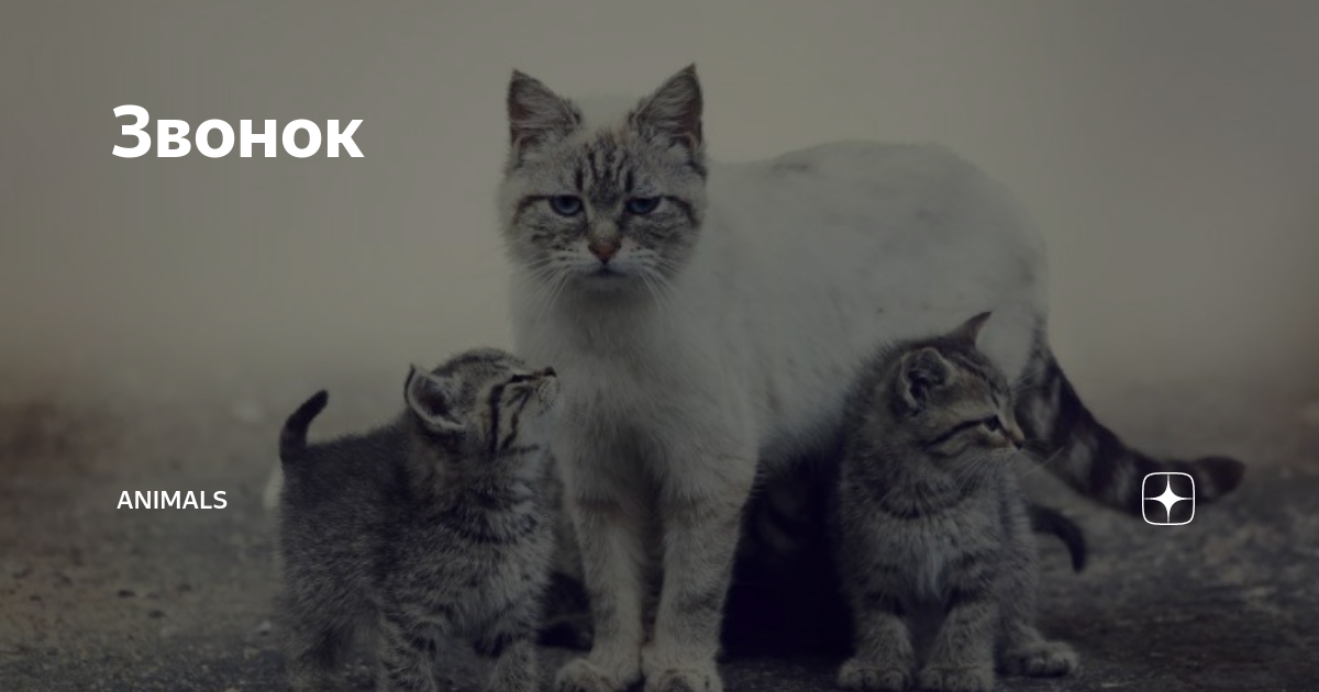 антистресс animal world. волк и дворняга. анималс дзен рассказ. котёнок-ребёнок. анималс дзен рассказ.