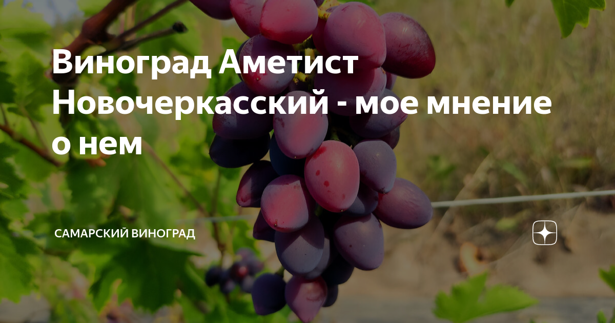 Аметист Новочеркасский Виноград.Онлайн