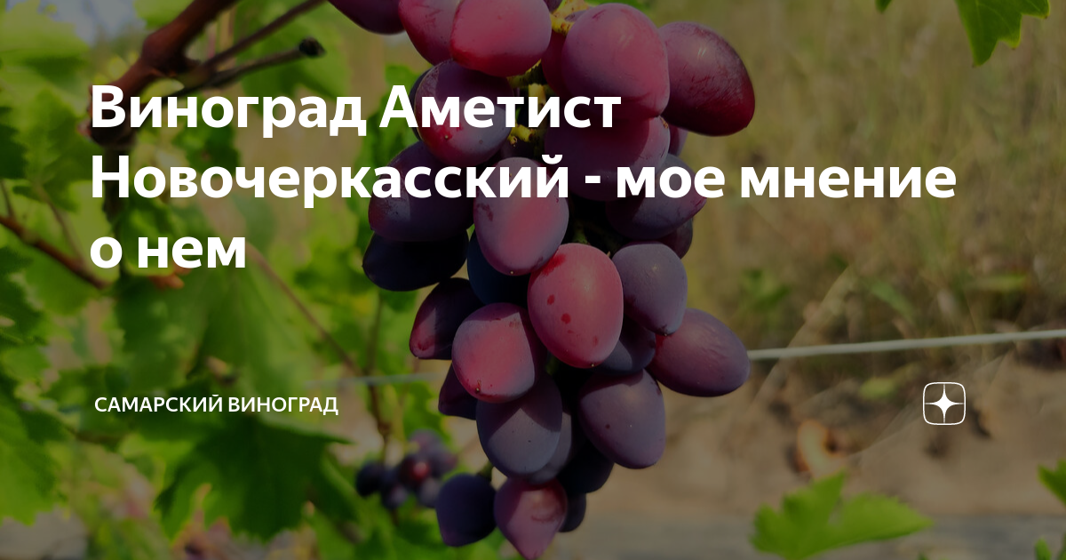 Виноград Аметист Новочеркасский - мое мнение о нем Самарский виноград Дзен