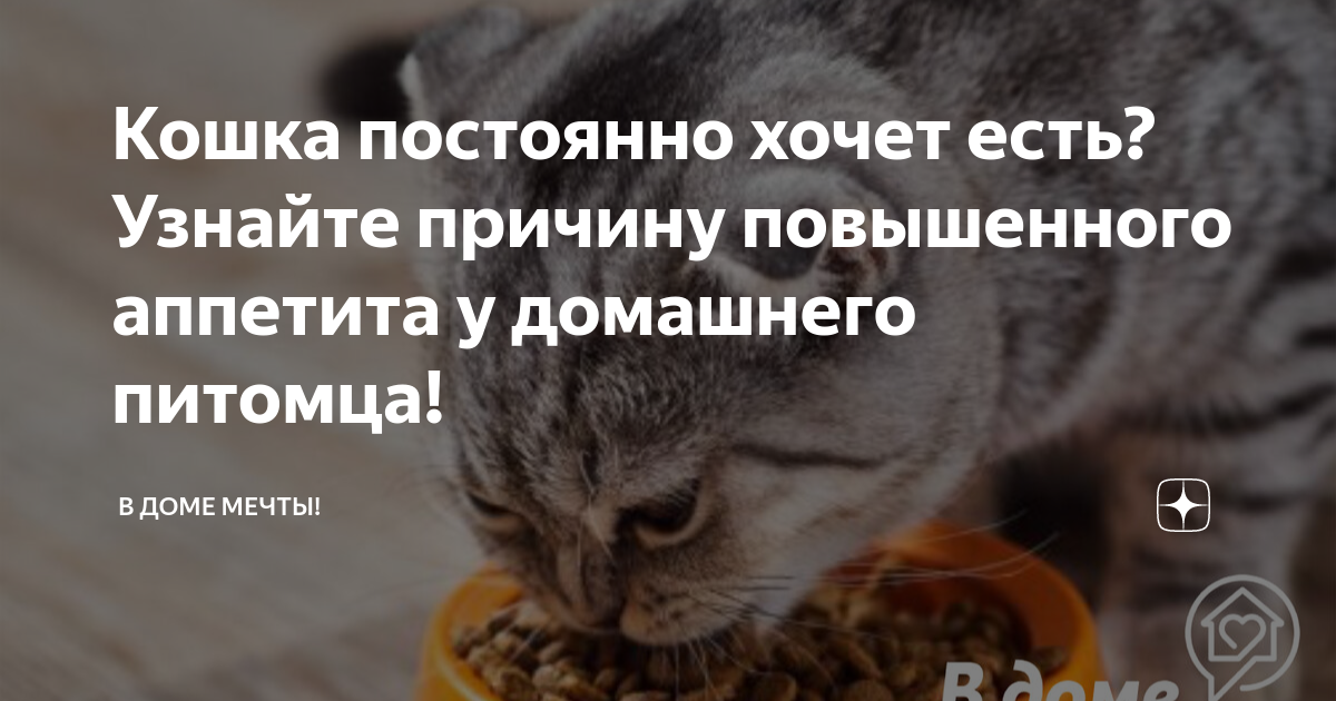 У кота повышенный аппетит