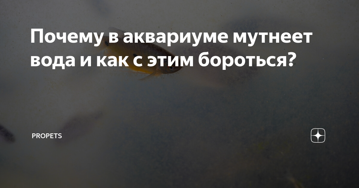 Почему в аквариуме мутнеет вода и как с этим бороться? | PROpets | Дзен