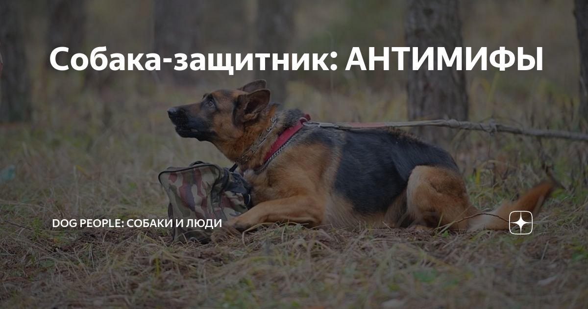 Собака-защитник: АНТИМИФЫ | Dog People: Собаки и Люди | Дзен