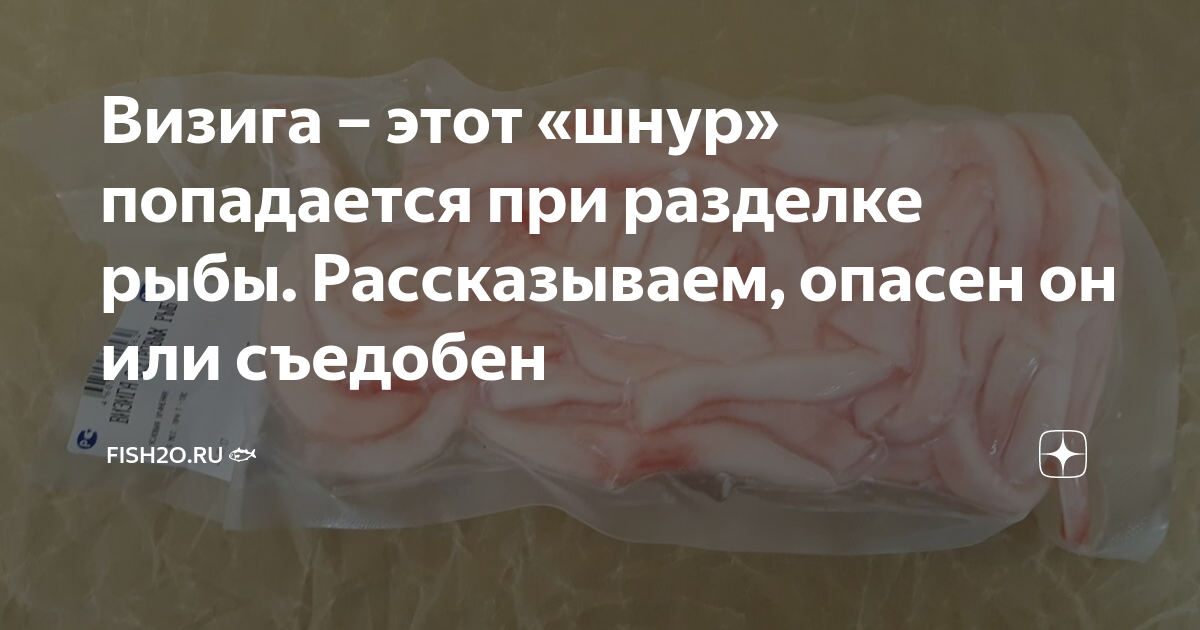 Визига – этот «шнур» попадается при разделке рыбы. Рассказываем, опасен ...
